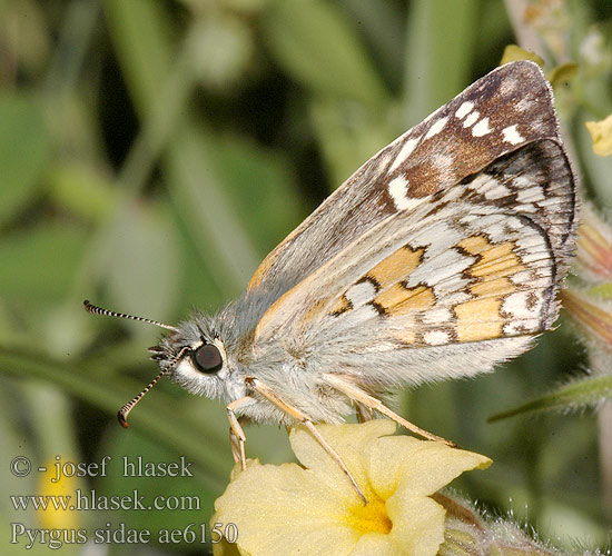 Pyrgus sidae Yellow-banded skipper hespérie bandes jaunes sida