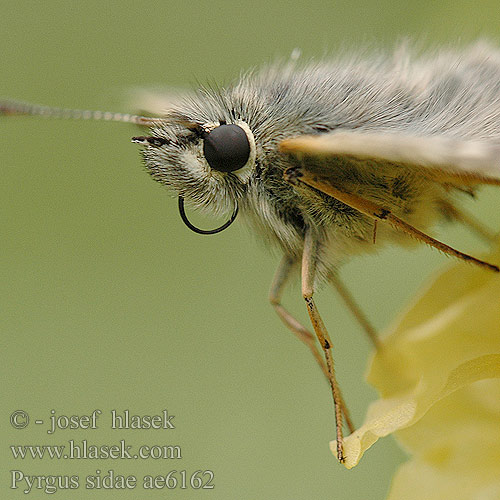 Pyrgus sidae Graubrauner Dickkopffalter Hesperia occidua