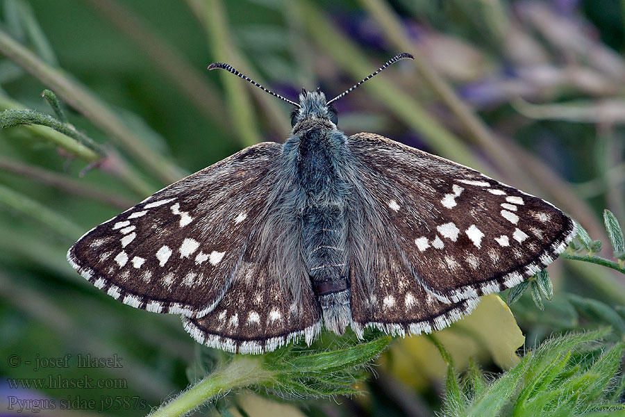 Yellow-banded skipper hespérie bandes jaunes sida Pyrgus sidae