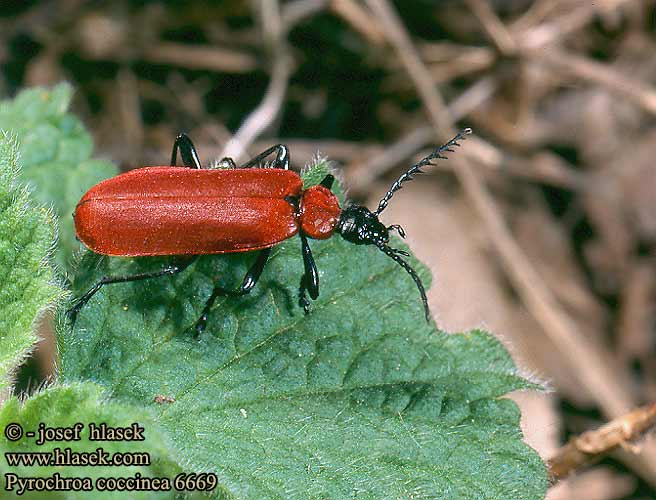 Pyrochroa coccinea Červenáček ohnivý Scharlachroter Feuerkäfer