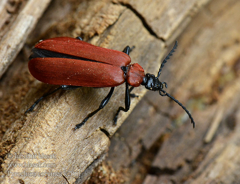 Cardinal Beetle Kardinalbagge