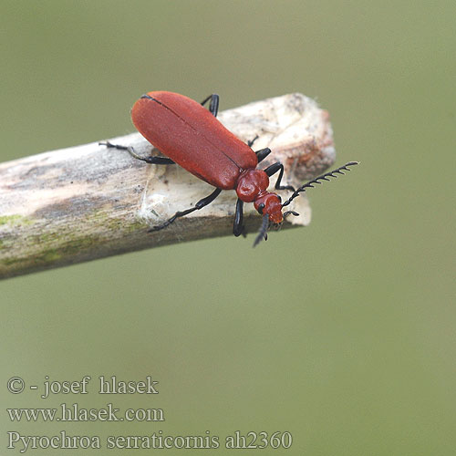 Pyrochroa serraticornis ah2360