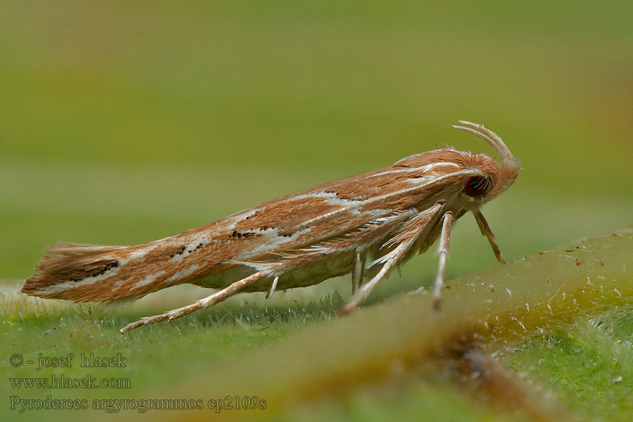 Pyroderces argyrogrammos