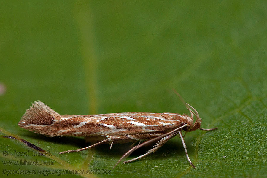 Pyroderces argyrogrammos