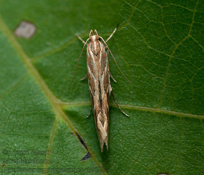 Pyroderces argyrogrammos