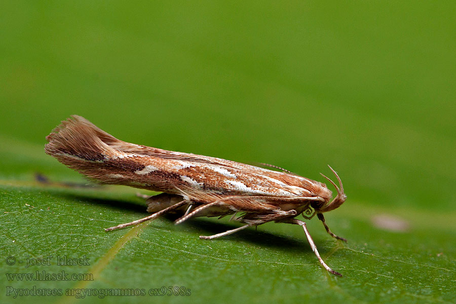 Pyroderces argyrogrammos