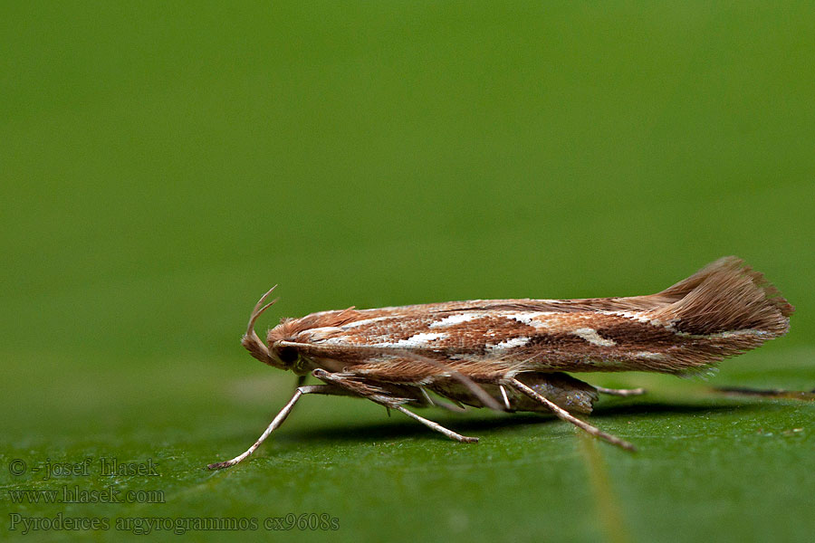 Pyroderces argyrogrammos