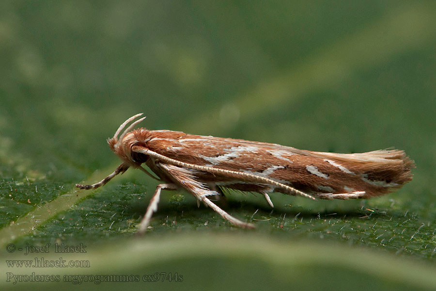 Pyroderces argyrogrammos