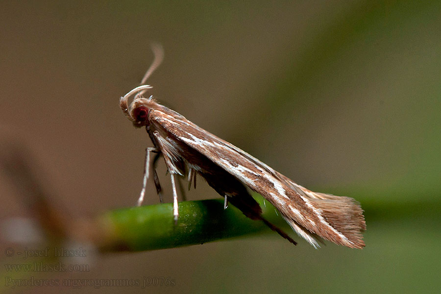 Pyroderces argyrogrammos