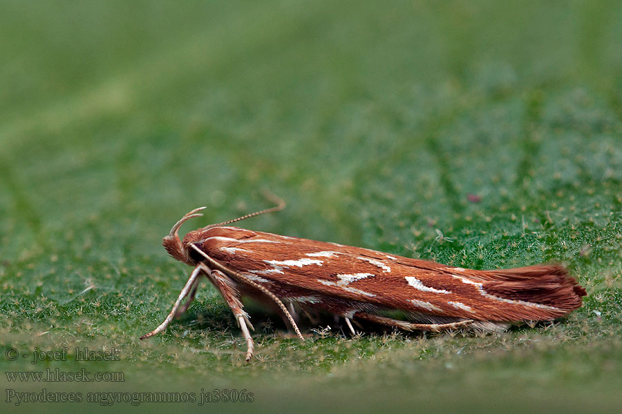 Pyroderces argyrogrammos