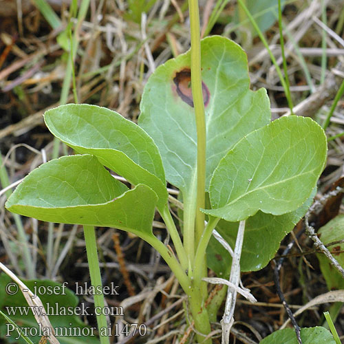 Common Snowline wintergreen Lesser Pyrola Liden Vintergrøn Pikkutalvikki