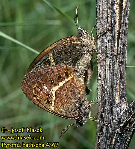 Pyronia bathseba Lobito listado Spanisches Ochsenauge