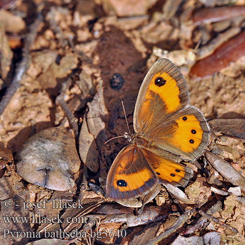 Pyronia bathseba Lobito listado