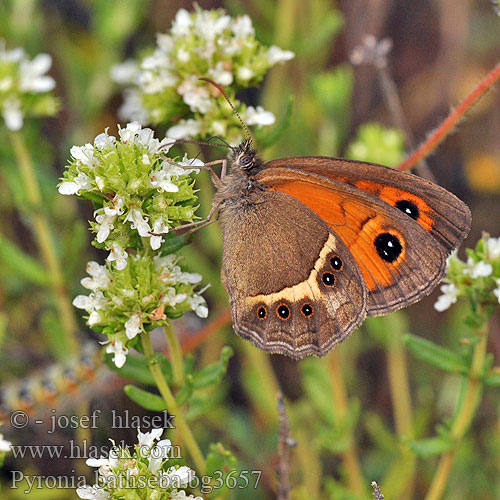 Spanisches Ochsenauge Spanish Gatekeeper Tityre