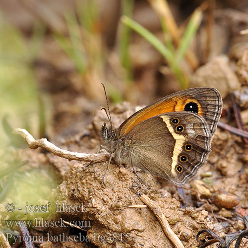 Spanisches Ochsenauge Spanish Gatekeeper Tityre