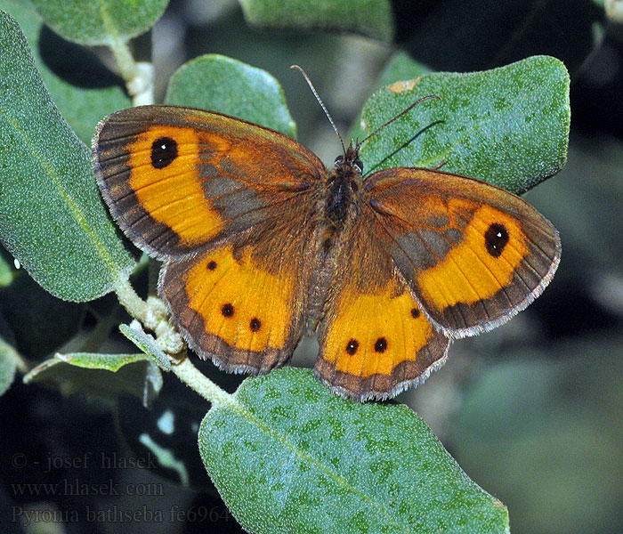 Lobito listado Pyronia bathseba