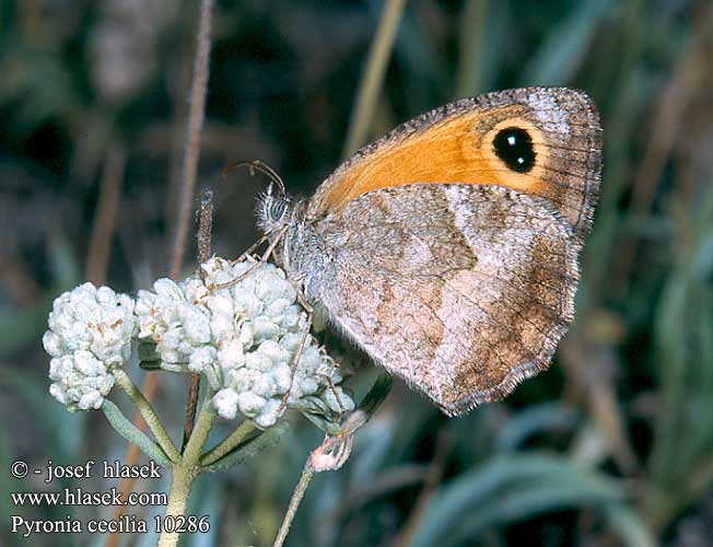 Pyronia cecilia Lobito meridional Südliches Gelbes Ochsenauge