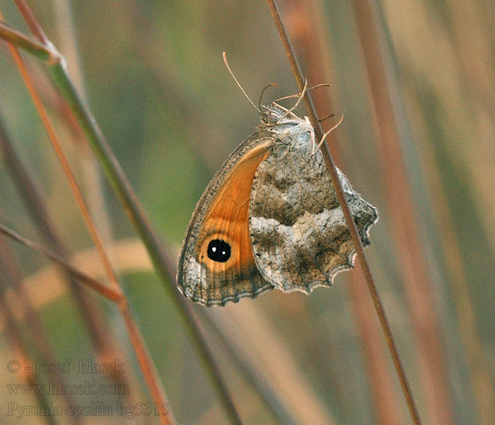 Lobito meridional Pyronia cecilia