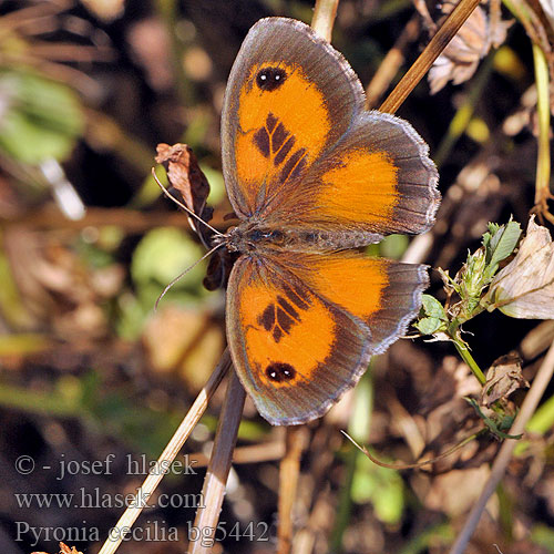 Southern Gatekeeper Dağ Yalancı Cadısı Pyronia cecilia