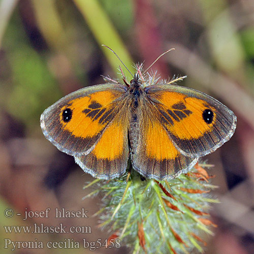 Southern Gatekeeper Dağ Yalancı Cadısı Pyronia cecilia