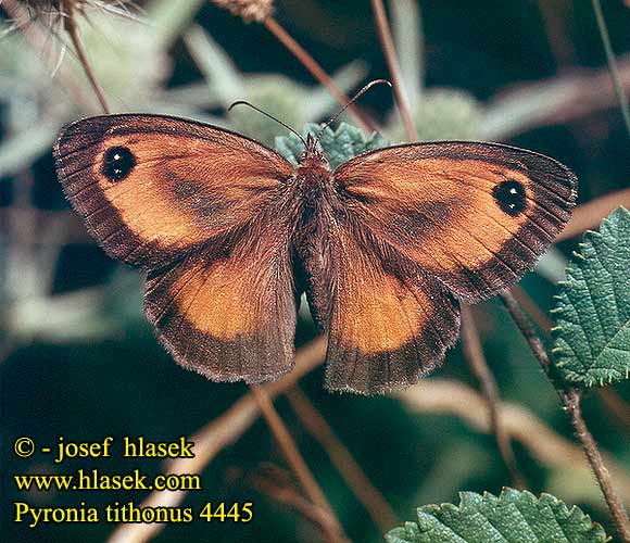 Pyronia tithonus Maniola Braungerändertes Ochsenauge Rotbraunes Okáč lipnicový Przestrojnik titonus Gatekeeper Lobito agreste Amaryllis Buskgräsfjäril Keltahäränsilm Buskrandoje Oranje zandoogje Kis ökörszemlepke Temna ognjenka Крупноглазка желто-бурая