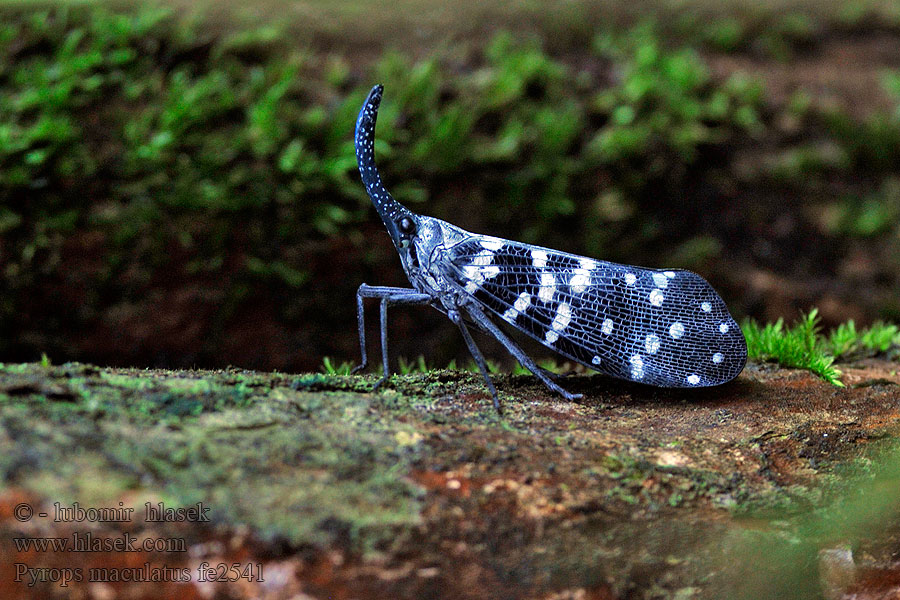 Pyrops maculatus