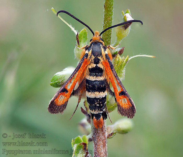 Pyropteron minianiformis