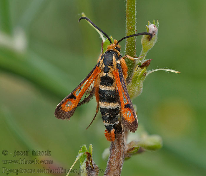 Pyropteron minianiformis