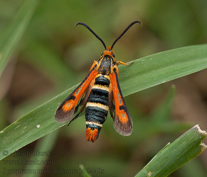 Pyropteron minianiformis