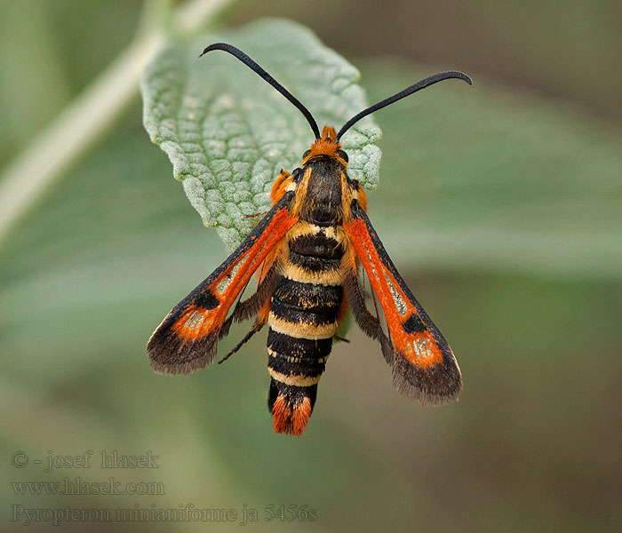 Pyropteron minianiformis