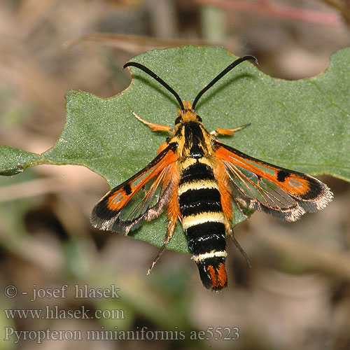 Pyropteron minianiformis