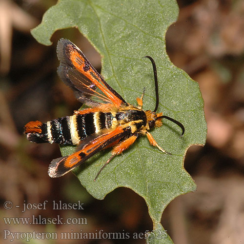 Pyropteron minianiformis