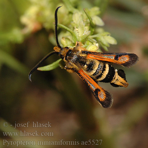 Pyropteron minianiformis