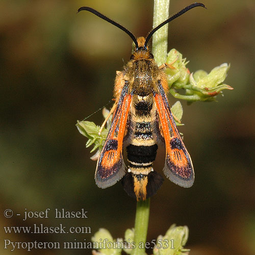 Pyropteron minianiformis