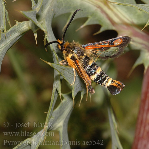 Pyropteron minianiformis