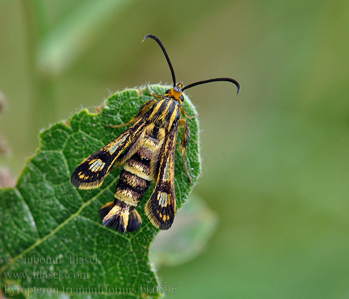 Pyropteron triannuliformis Nesytka šťovíková Стеклянница желтопятнистая