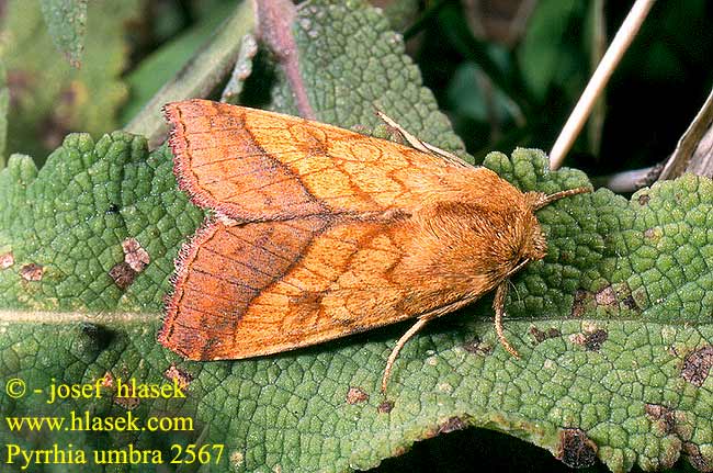 Pyrrhia umbra Bordered Sallow Goldbraune Hauhecheleule