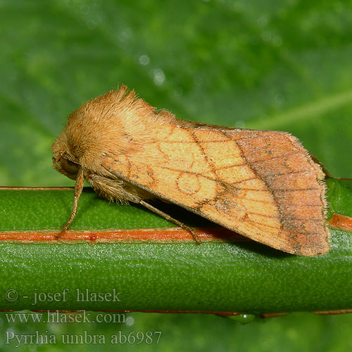 Gullfagerfly Ceglica wilżynówka Sivkavec tônistý Guldfly