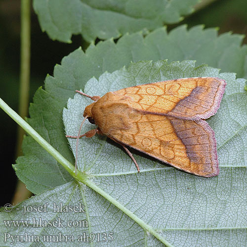 Pyrrhia umbra Bordered Sallow Goldbraune Hauhecheleule