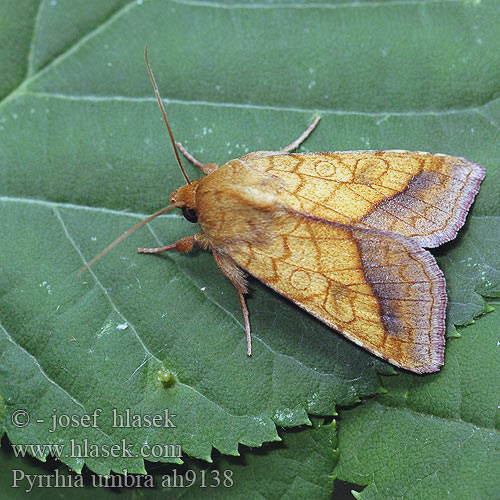 Pyrrhia umbra キタバコガ Gullfagerfly Ceglica wilżynówka