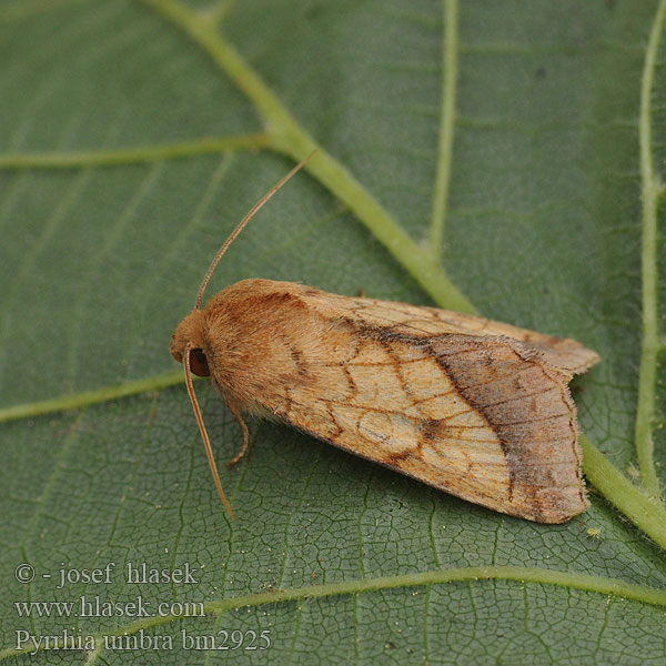 Guldfly Pyrrhia umbra Bordered Sallow Goldbraune Hauhecheleule