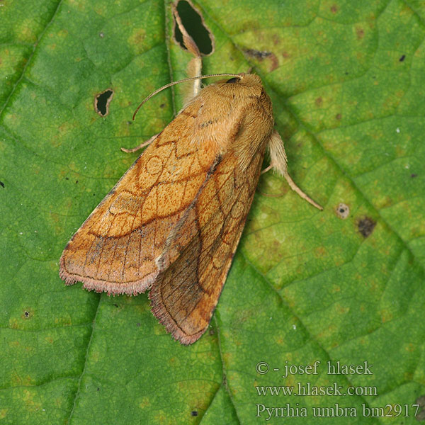 Bordered Sallow Goldbraune Hauhecheleule Černopáska kakostová