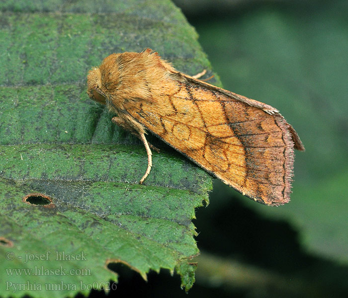 Pyrrhia umbra Bordered Sallow