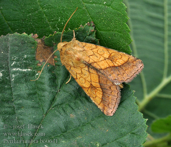 Pyrrhia umbra Goldbraune Hauhecheleule