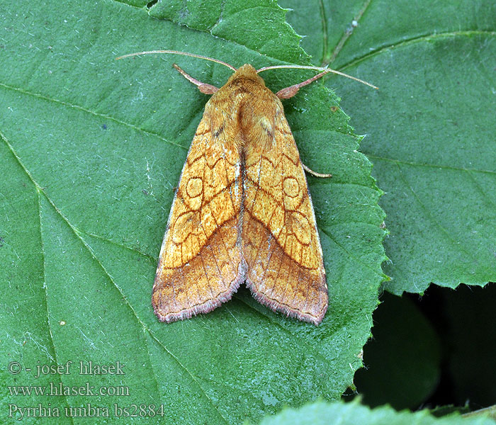 Pyrrhia umbra Krageklougle