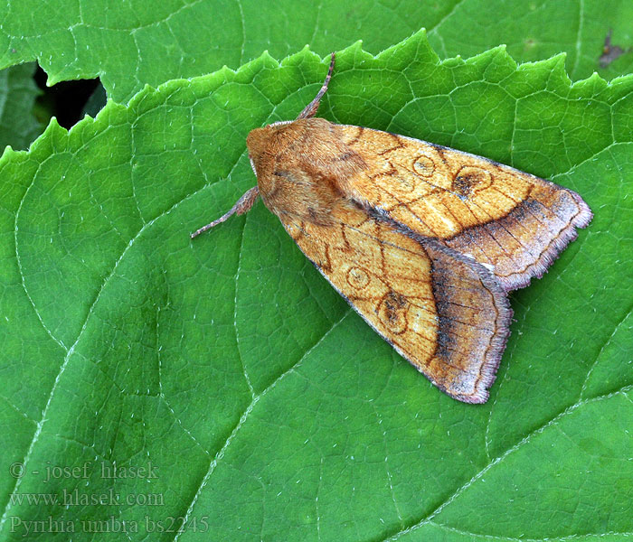 Pyrrhia umbra Keltajaloyökkönen