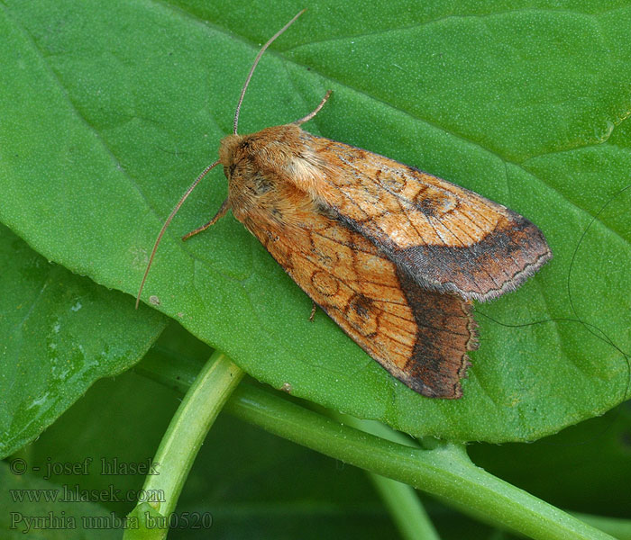 Bordered Sallow Goldbraune Hauhecheleule Pyrrhia umbra