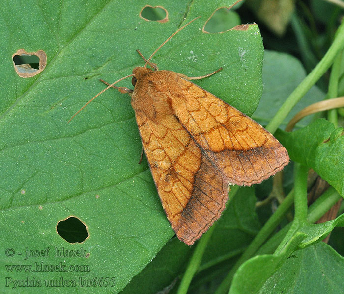 Nottua della rosa キタバコガ Pyrrhia umbra