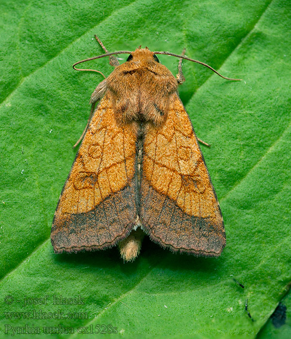 Gullfagerfly Ceglica wilżynówka Pyrrhia umbra