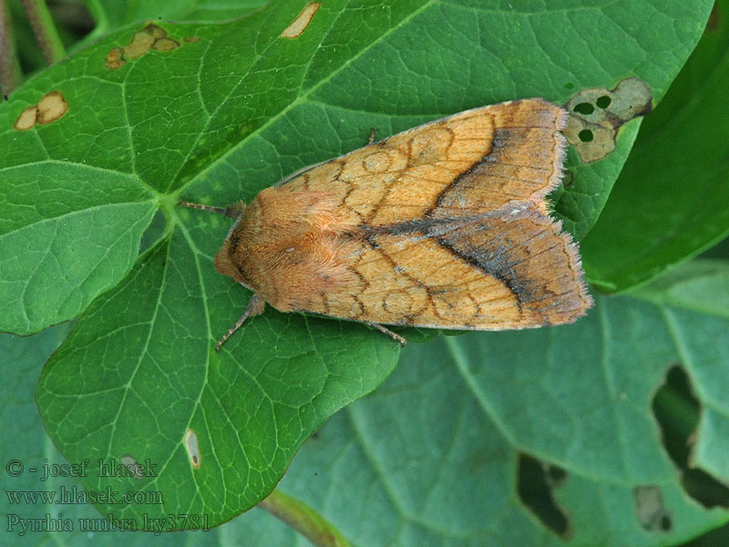 Pyrrhia umbra